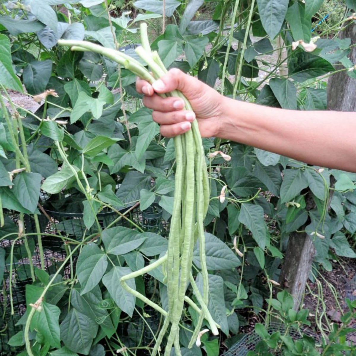 Yard Long Bean Seeds - Asian Long Beans, Tender Pods 18, 20 seeds