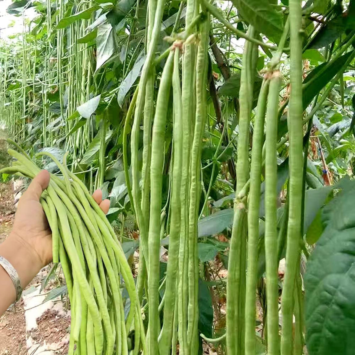 20 Seeds|  Yard Long Bean Seeds - Heirloom – Non-GMO – Long Pods – Asian Variety – High Yield – Easy to Grow – Warm Season – Vining Habit – Fresh Eating – Garden to Table#7038