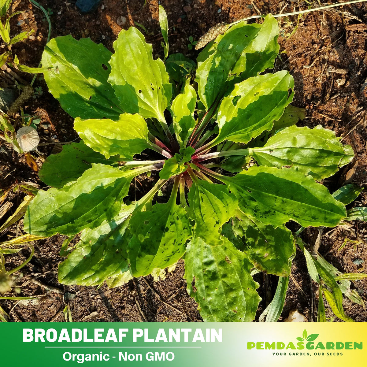 100 Seeds| Plantain Broadleaf Herb Seeds – Heirloom – Non-GMO – Perennial – Edible Greens – Herbal Tea – Traditional Remedy – Easy to Grow – Hardy – Pollinator Friendly – Garden to Table #7039