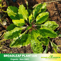 100 Seeds| Plantain Broadleaf Herb Seeds – Heirloom, Non-GMO, Hardy Perennial Green, Broad Leaves, Easy to Grow, Edible and Medicinal Herb for Teas, Salads, Poultices, Pollinator Friendly, Garden and Containers #7039