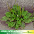 100 Seeds| Plantain Broadleaf Herb Seeds – Heirloom – Non-GMO – Perennial – Edible Greens – Herbal Tea – Traditional Remedy – Easy to Grow – Hardy – Pollinator Friendly – Garden to Table #7039