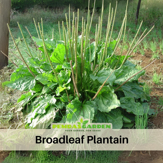 Plantain Broadleaf Herb Seeds - Hardy Perennial Green, 100 seeds