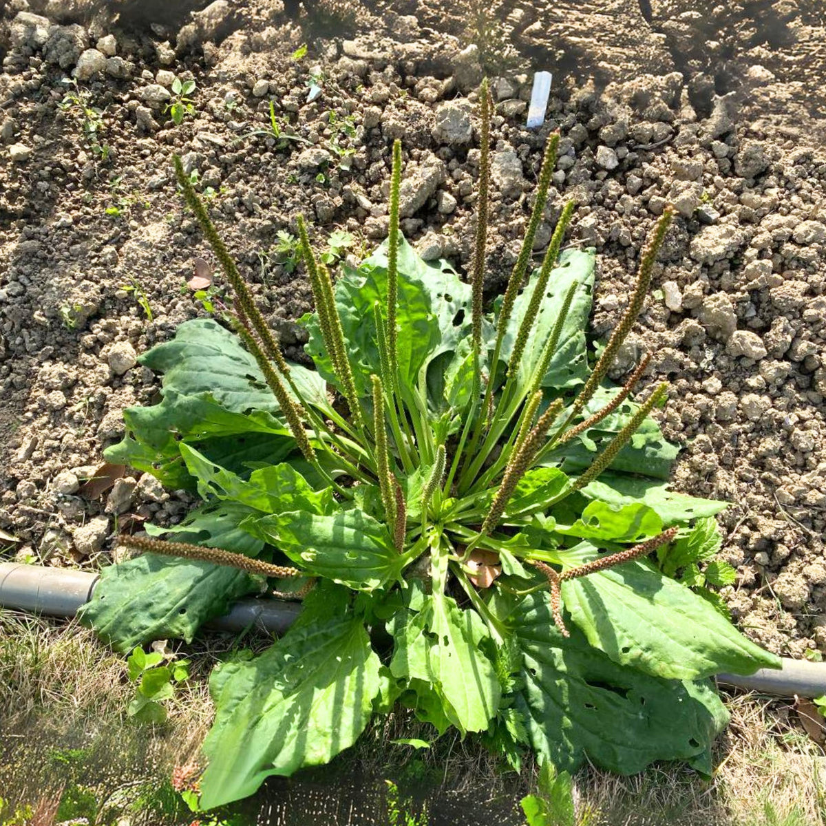 100 Seeds| Plantain Broadleaf Herb Seeds – Heirloom – Non-GMO – Perennial – Edible Greens – Herbal Tea – Traditional Remedy – Easy to Grow – Hardy – Pollinator Friendly – Garden to Table #7039