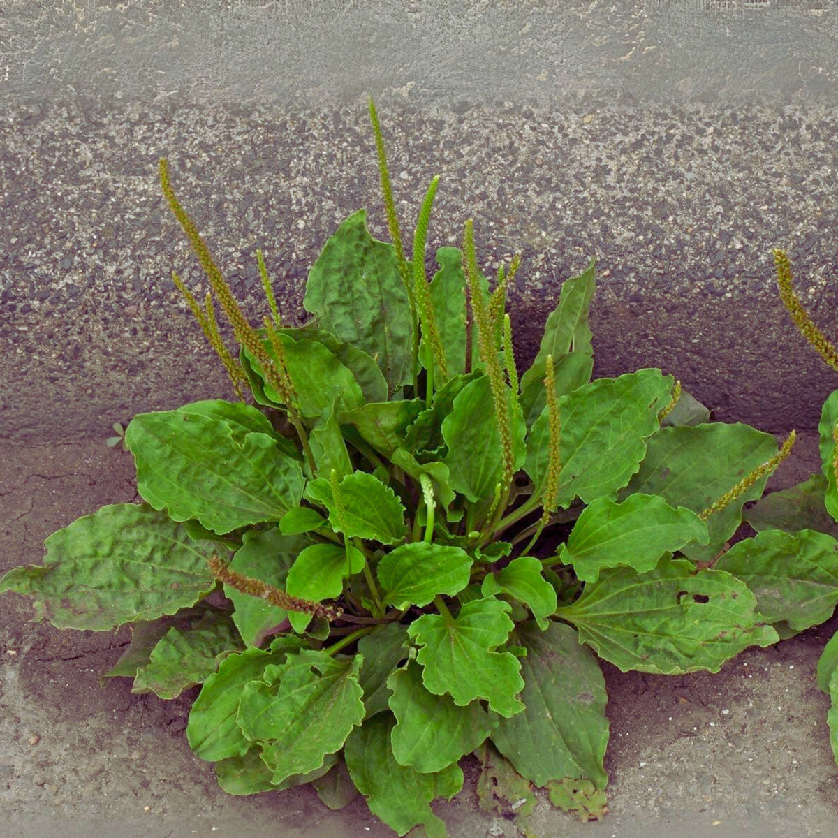 Plantain Broadleaf Herb Seeds - Hardy Perennial Green, 100 seeds