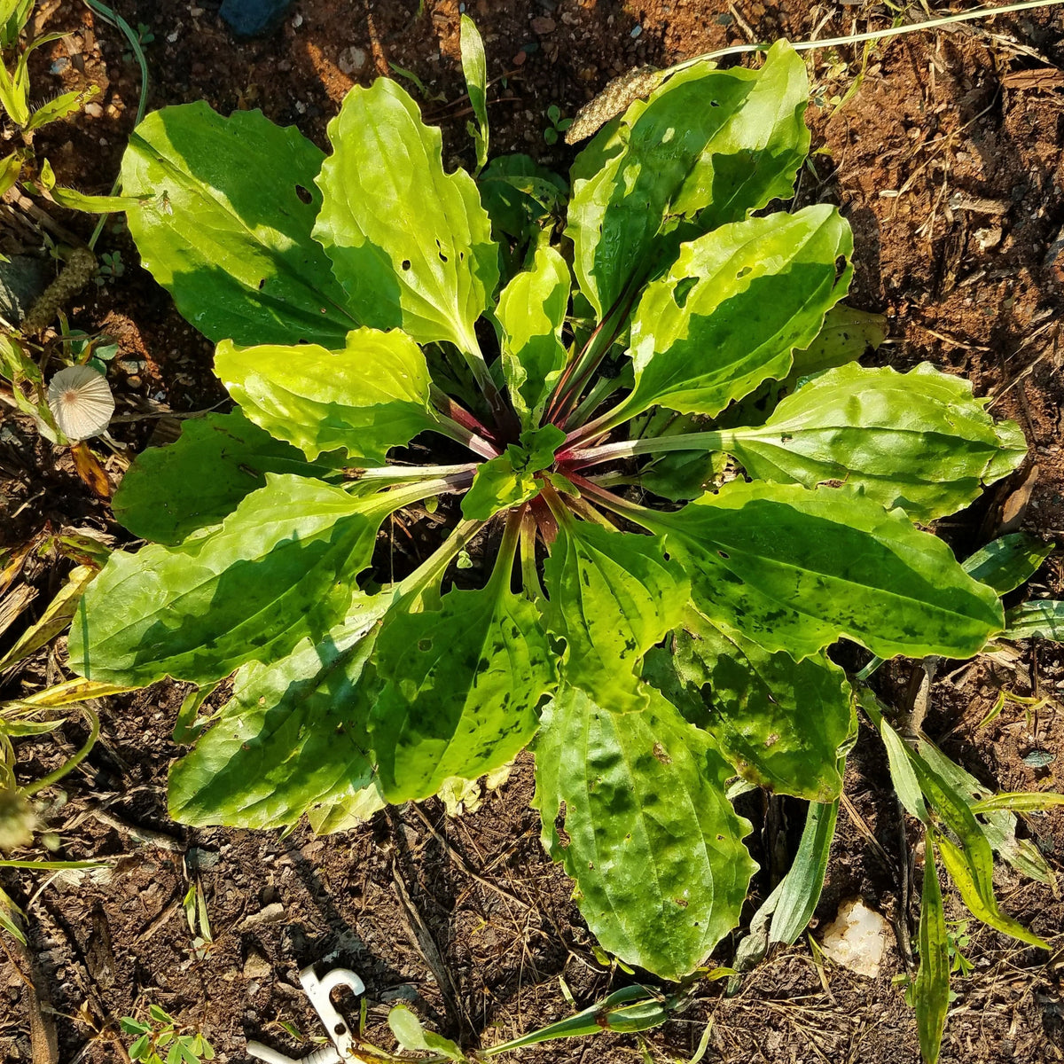 100 Seeds| Plantain Broadleaf Herb Seeds – Heirloom – Non-GMO – Perennial – Edible Greens – Herbal Tea – Traditional Remedy – Easy to Grow – Hardy – Pollinator Friendly – Garden to Table #7039
