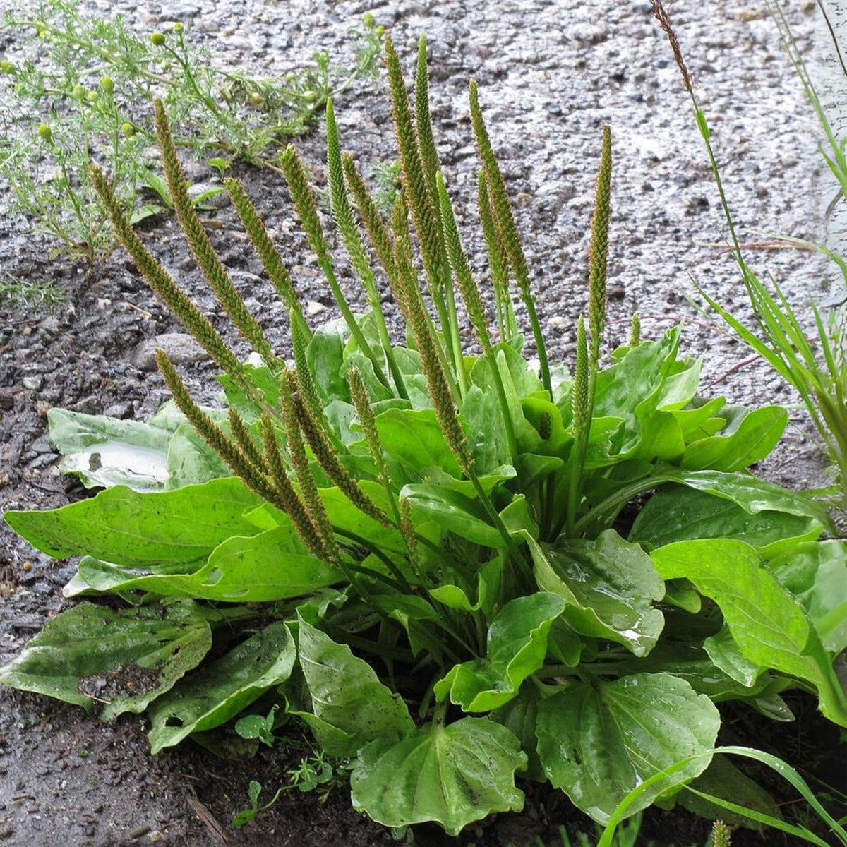 100 Seeds| Plantain Broadleaf Herb Seeds – Heirloom – Non-GMO – Perennial – Edible Greens – Herbal Tea – Traditional Remedy – Easy to Grow – Hardy – Pollinator Friendly – Garden to Table #7039