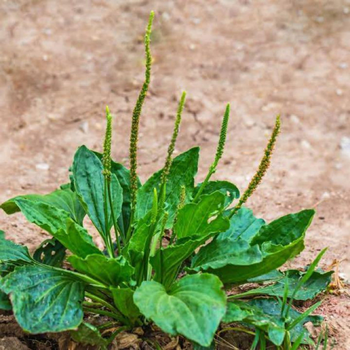 Plantain Broadleaf Herb Seeds - Hardy Perennial Green, 100 seeds