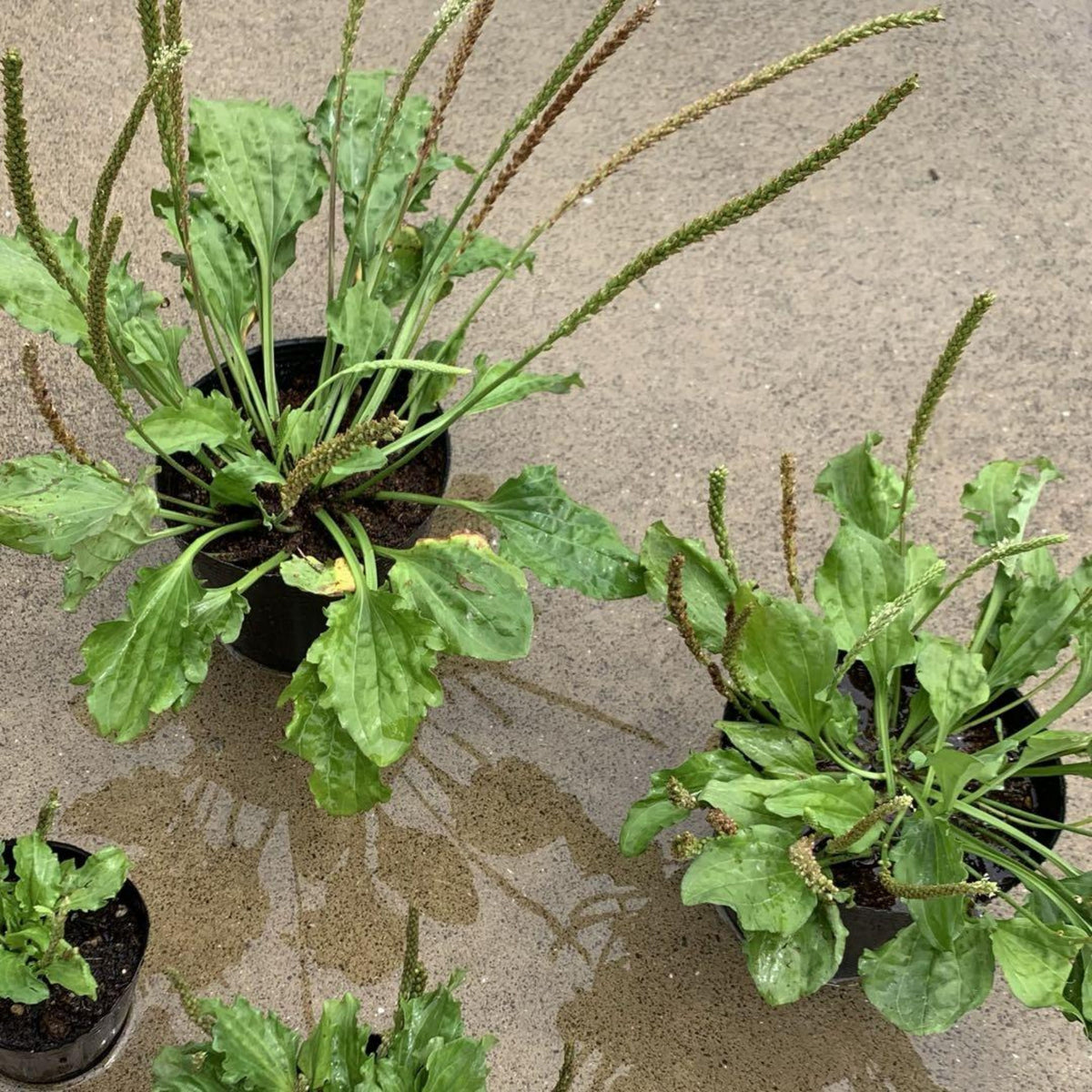 Plantain Broadleaf Herb Seeds - Hardy Perennial Green, 100 seeds