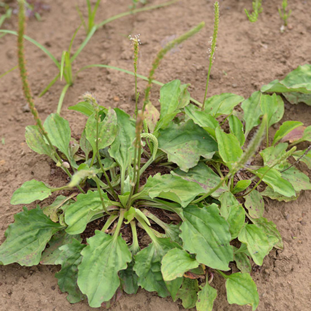 100 Seeds| Plantain Broadleaf Herb Seeds – Heirloom – Non-GMO – Perennial – Edible Greens – Herbal Tea – Traditional Remedy – Easy to Grow – Hardy – Pollinator Friendly – Garden to Table #7039