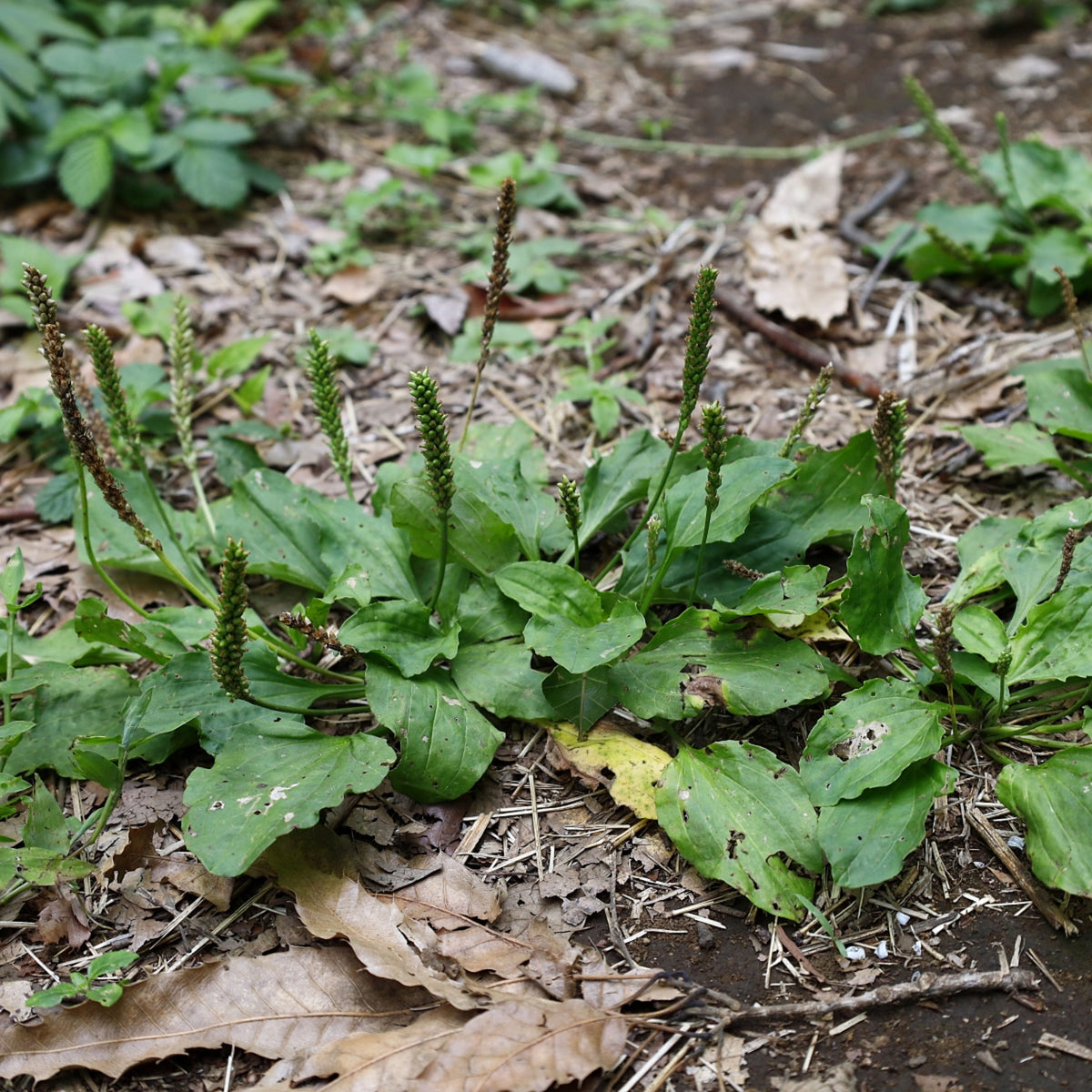 Plantain Broadleaf Herb Seeds - Hardy Perennial Green, 100 seeds