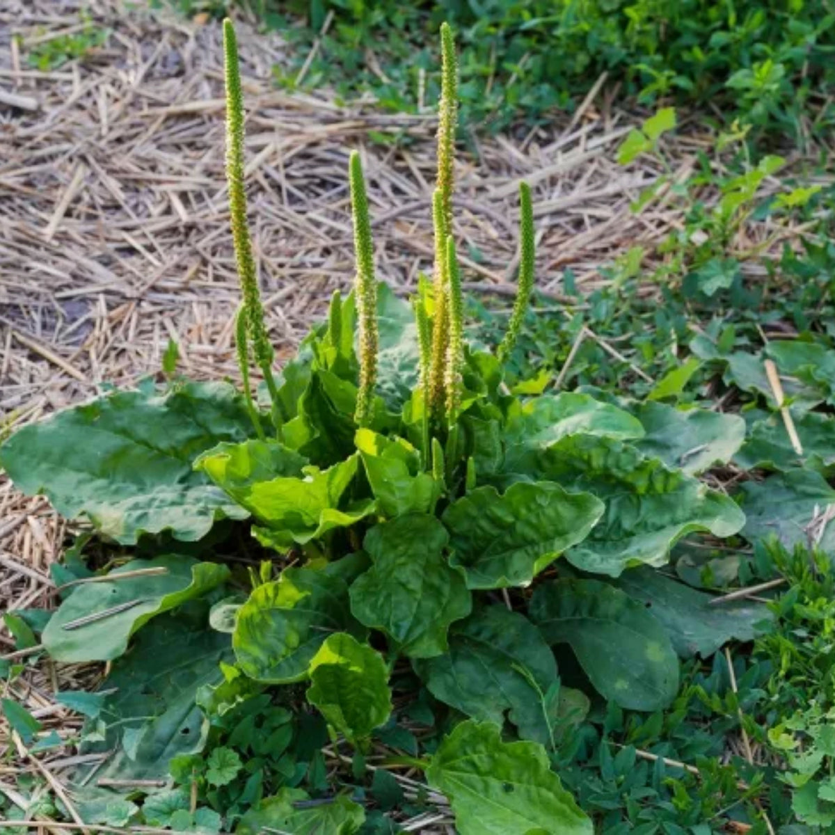 100 Seeds| Plantain Broadleaf Herb Seeds – Heirloom – Non-GMO – Perennial – Edible Greens – Herbal Tea – Traditional Remedy – Easy to Grow – Hardy – Pollinator Friendly – Garden to Table #7039