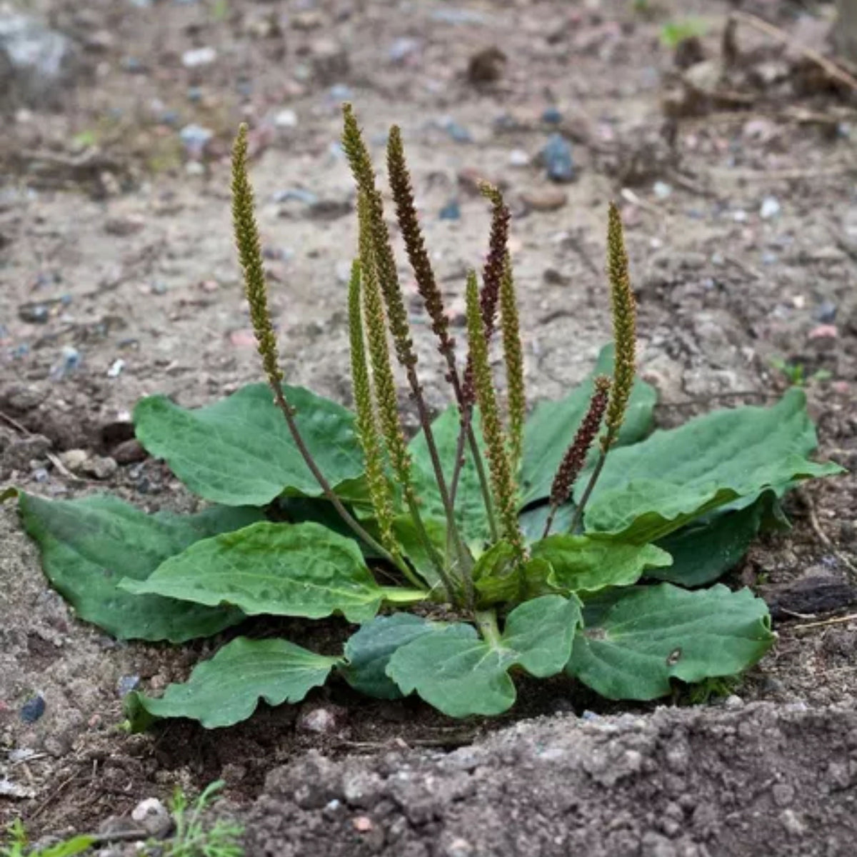 100 Seeds| Plantain Broadleaf Herb Seeds – Heirloom – Non-GMO – Perennial – Edible Greens – Herbal Tea – Traditional Remedy – Easy to Grow – Hardy – Pollinator Friendly – Garden to Table #7039