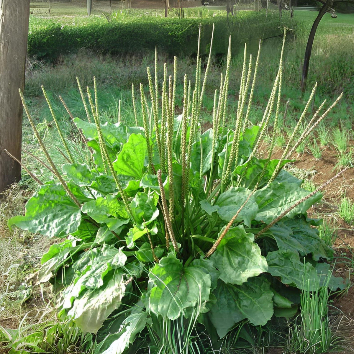 100 Seeds| Plantain Broadleaf Herb Seeds – Heirloom – Non-GMO – Perennial – Edible Greens – Herbal Tea – Traditional Remedy – Easy to Grow – Hardy – Pollinator Friendly – Garden to Table #7039
