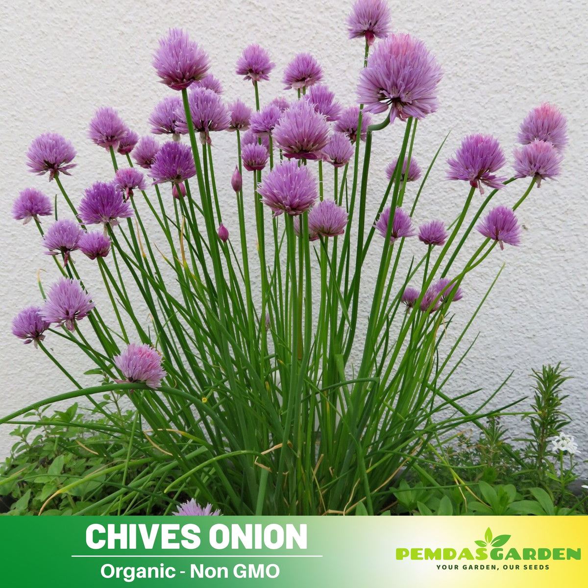 60 Seeds| Onion Chives seeds -Heirloom – Non-GMO – Perennial – Mild Onion Flavor – Hollow Leaves – Edible Flowers – Easy to Grow – Container Friendly – Culinary Herb – Garden to Table#7040