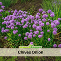 60 Seeds| Onion Chives seeds -Heirloom – Non-GMO – Perennial – Mild Onion Flavor – Hollow Leaves – Edible Flowers – Easy to Grow – Container Friendly – Culinary Herb – Garden to Table#7040