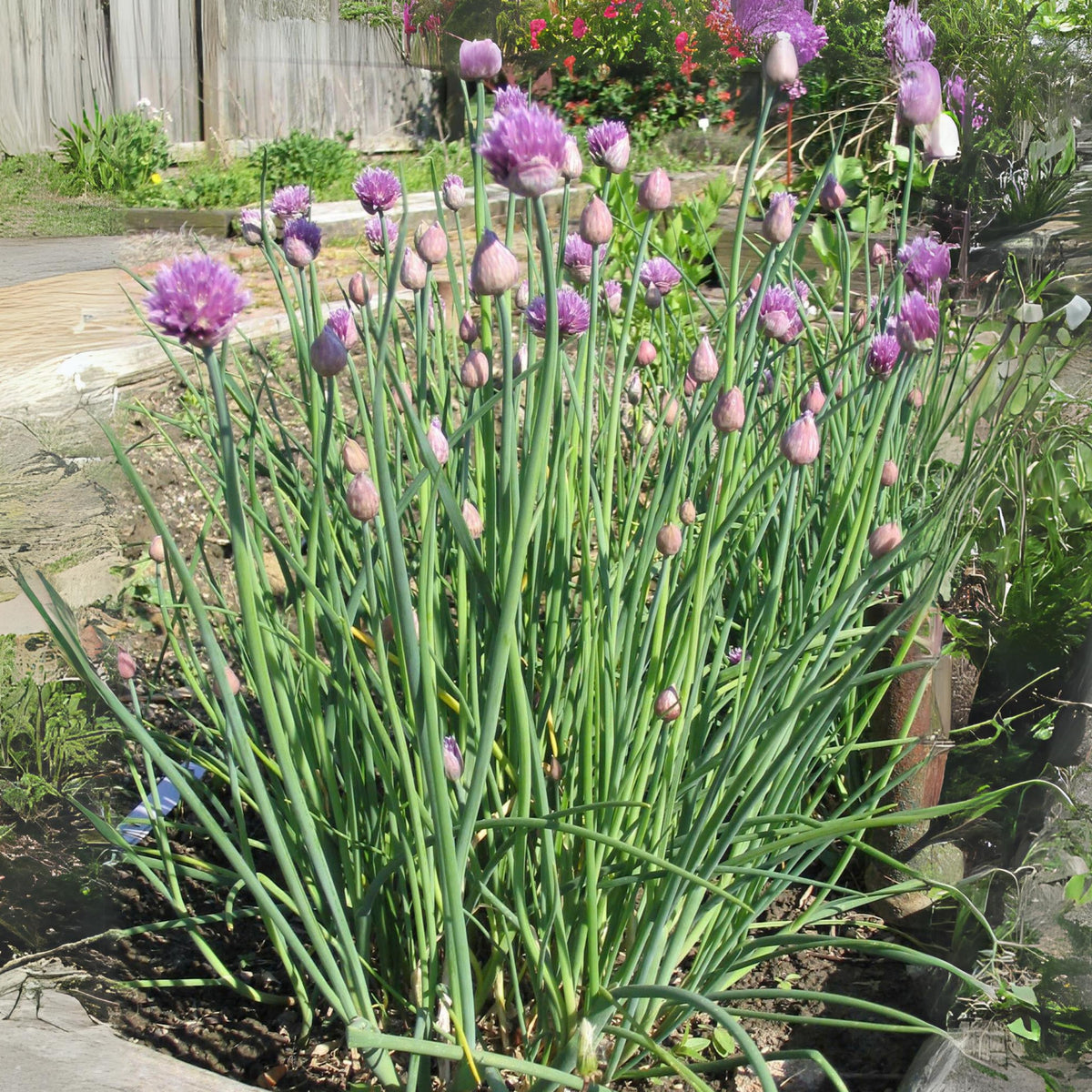 60 Seeds| Onion Chives seeds -Heirloom – Non-GMO – Perennial – Mild Onion Flavor – Hollow Leaves – Edible Flowers – Easy to Grow – Container Friendly – Culinary Herb – Garden to Table#7040