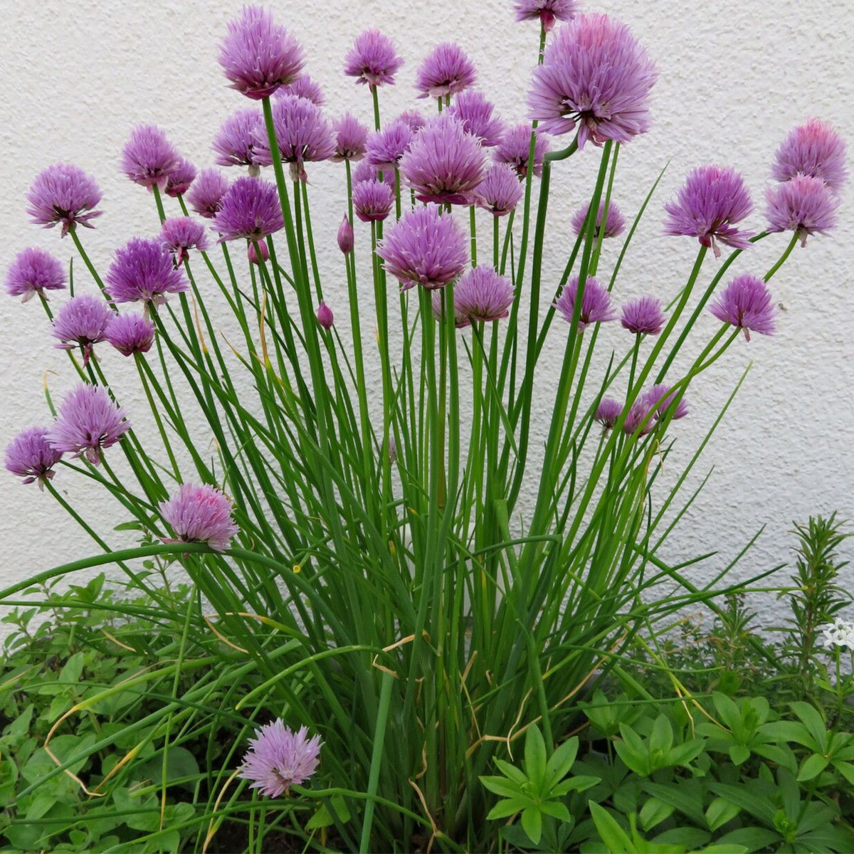 Onion Chives Herb Seeds-Heirloom - Perennial, 60 seeds