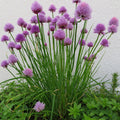 60 Seeds| Onion Chives seeds -Heirloom – Non-GMO – Perennial – Mild Onion Flavor – Hollow Leaves – Edible Flowers – Easy to Grow – Container Friendly – Culinary Herb – Garden to Table#7040