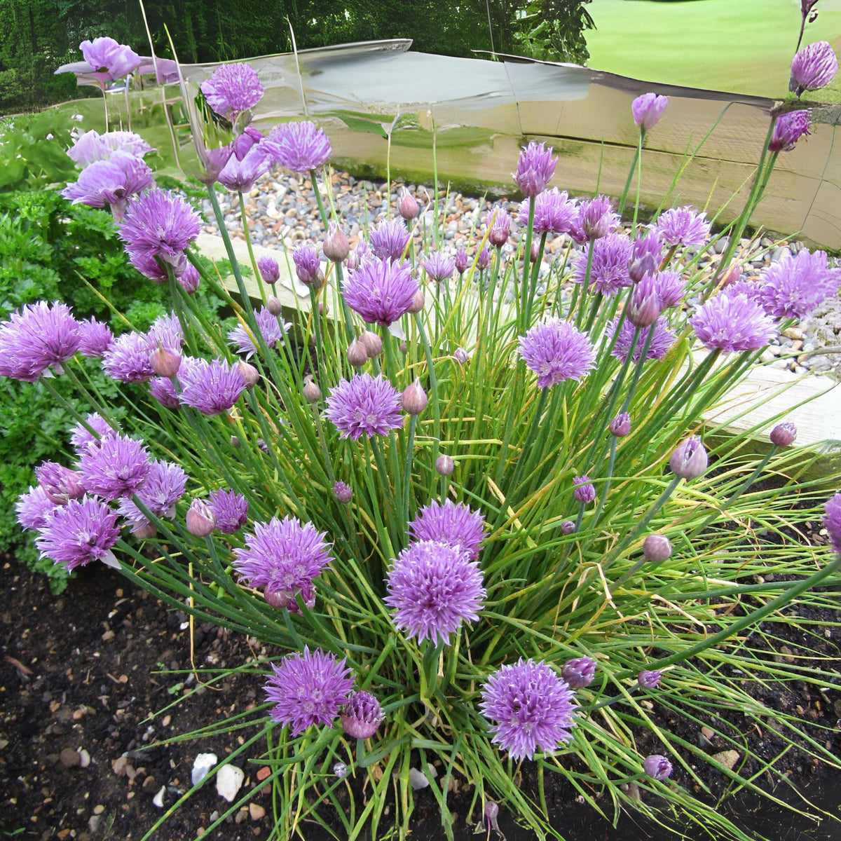 60 Seeds| Onion Chives seeds -Heirloom – Non-GMO – Perennial – Mild Onion Flavor – Hollow Leaves – Edible Flowers – Easy to Grow – Container Friendly – Culinary Herb – Garden to Table#7040