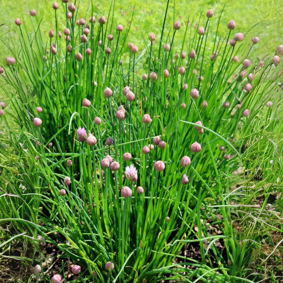 Onion Chives Herb Seeds-Heirloom - Perennial, 60 seeds