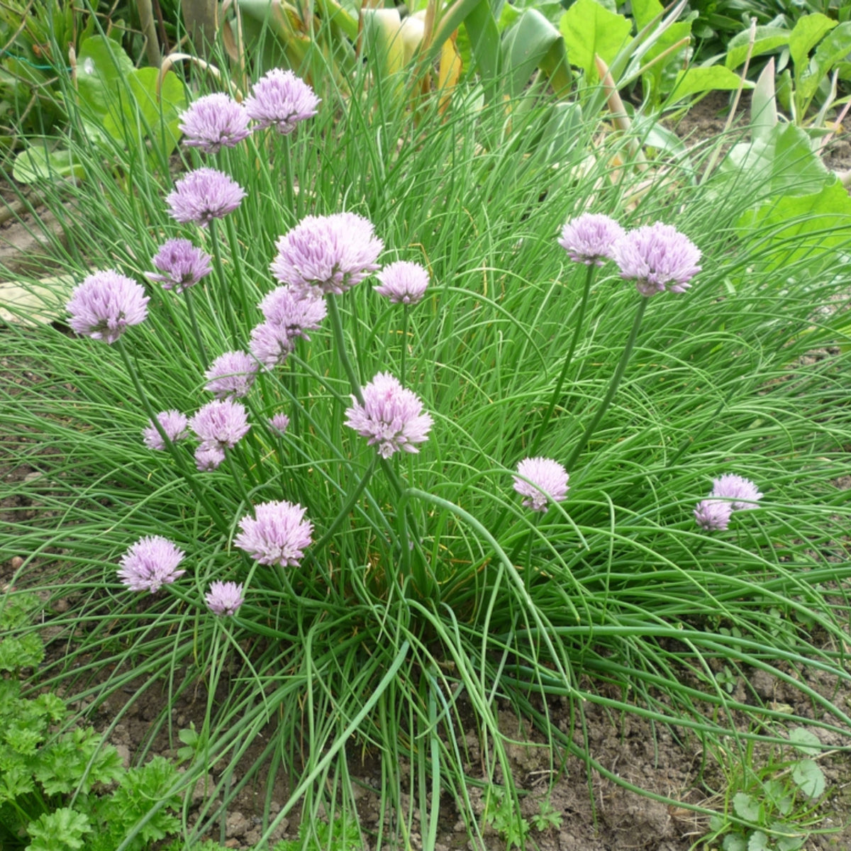 60 Seeds| Onion Chives seeds -Heirloom – Non-GMO – Perennial – Mild Onion Flavor – Hollow Leaves – Edible Flowers – Easy to Grow – Container Friendly – Culinary Herb – Garden to Table#7040