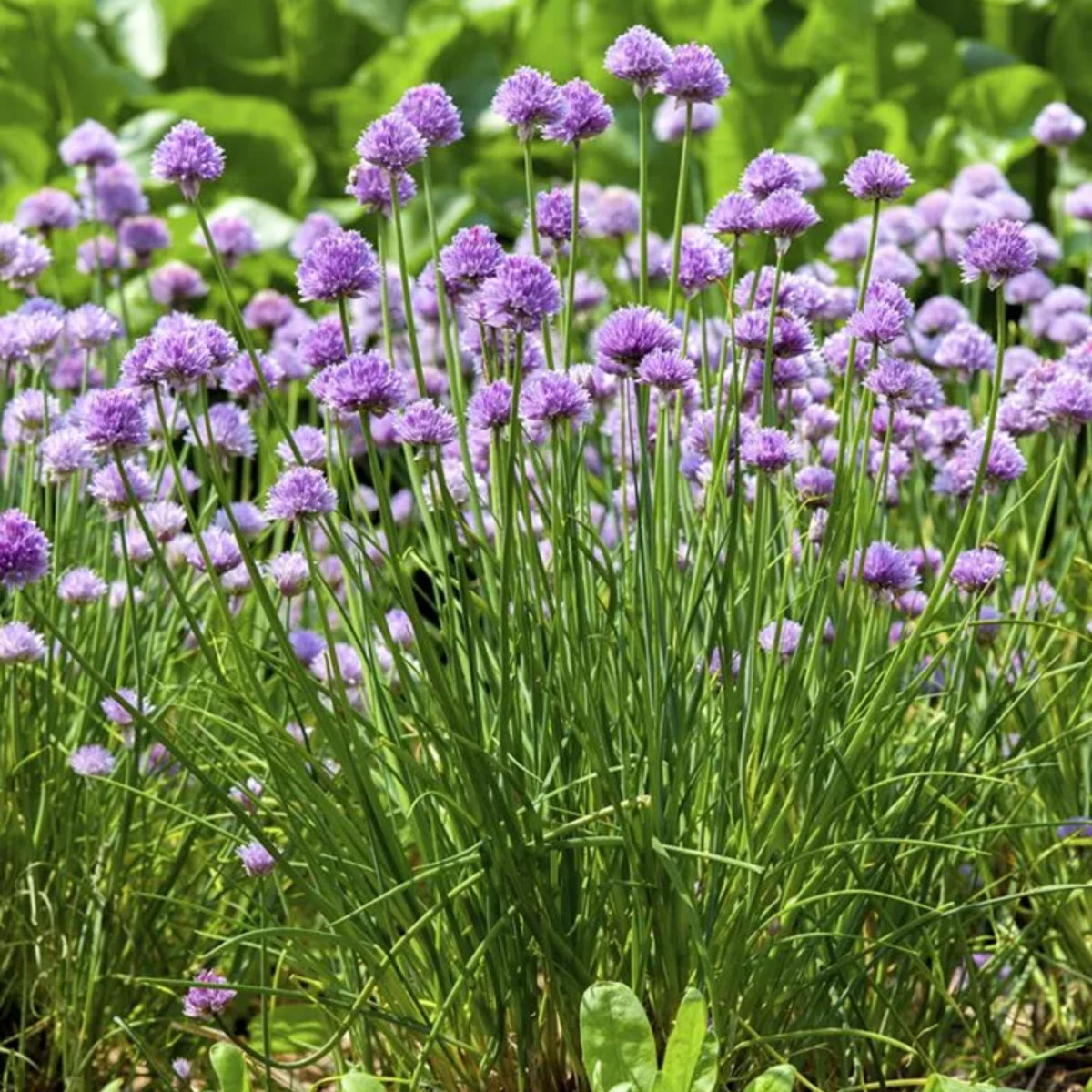 60 Seeds| Onion Chives seeds -Heirloom – Non-GMO – Perennial – Mild Onion Flavor – Hollow Leaves – Edible Flowers – Easy to Grow – Container Friendly – Culinary Herb – Garden to Table#7040