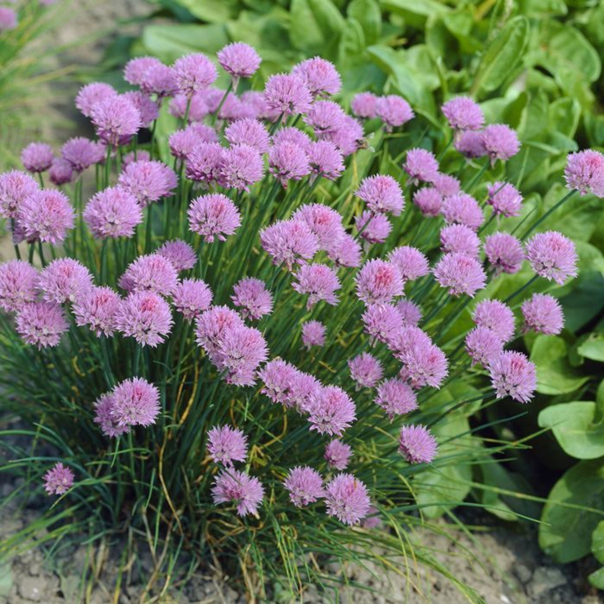 60 Seeds| Onion Chives seeds -Heirloom – Non-GMO – Perennial – Mild Onion Flavor – Hollow Leaves – Edible Flowers – Easy to Grow – Container Friendly – Culinary Herb – Garden to Table#7040