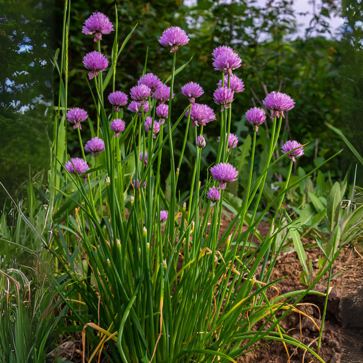 Onion Chives Herb Seeds-Heirloom - Perennial, 60 seeds