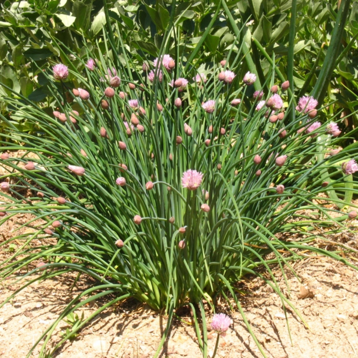 60 Seeds| Onion Chives seeds -Heirloom – Non-GMO – Perennial – Mild Onion Flavor – Hollow Leaves – Edible Flowers – Easy to Grow – Container Friendly – Culinary Herb – Garden to Table#7040