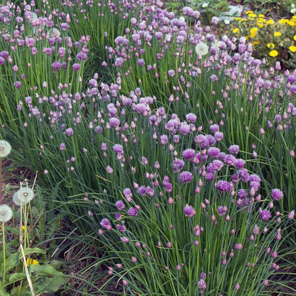 60 Seeds| Onion Chives seeds -Heirloom – Non-GMO – Perennial – Mild Onion Flavor – Hollow Leaves – Edible Flowers – Easy to Grow – Container Friendly – Culinary Herb – Garden to Table#7040