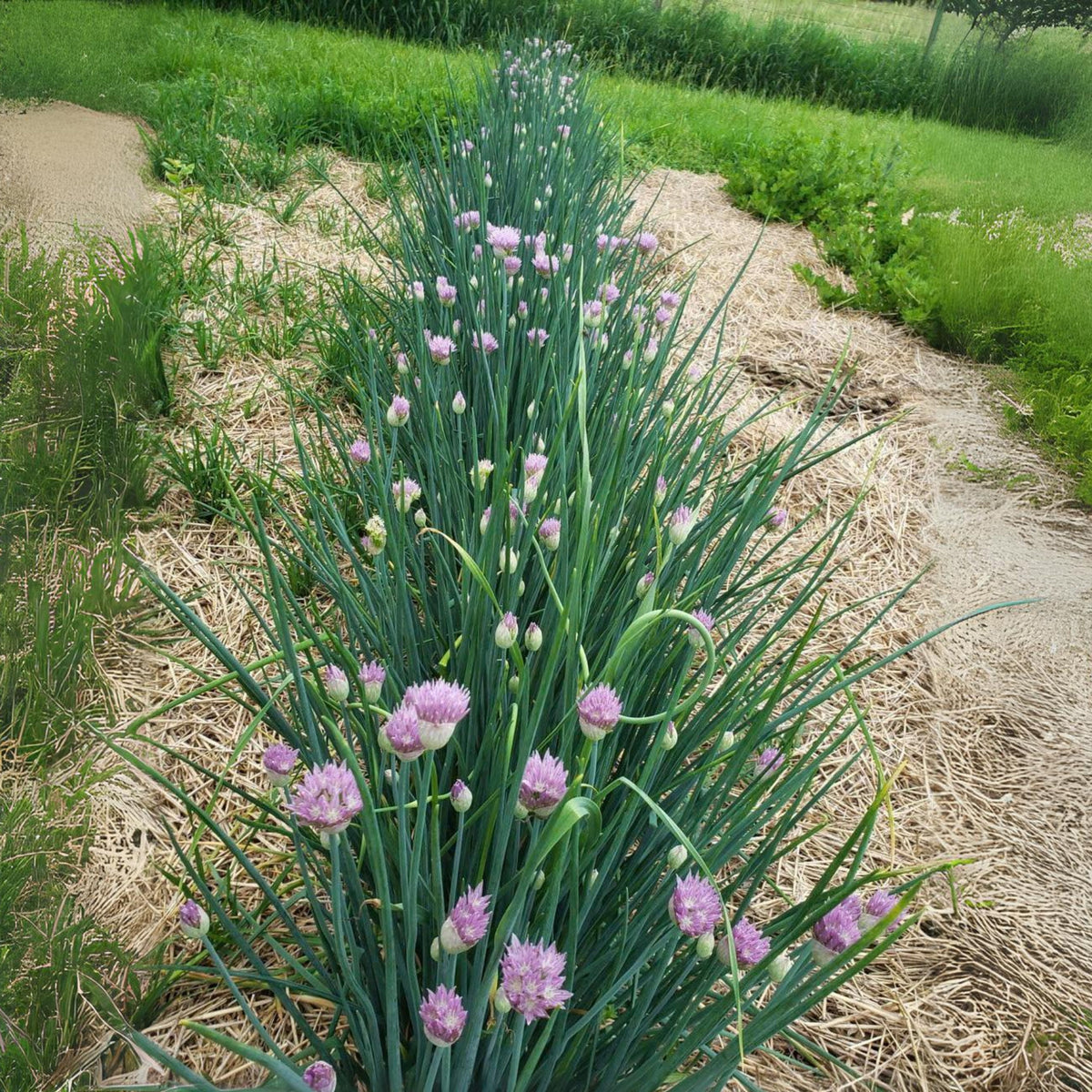 60 Seeds| Onion Chives seeds -Heirloom – Non-GMO – Perennial – Mild Onion Flavor – Hollow Leaves – Edible Flowers – Easy to Grow – Container Friendly – Culinary Herb – Garden to Table#7040