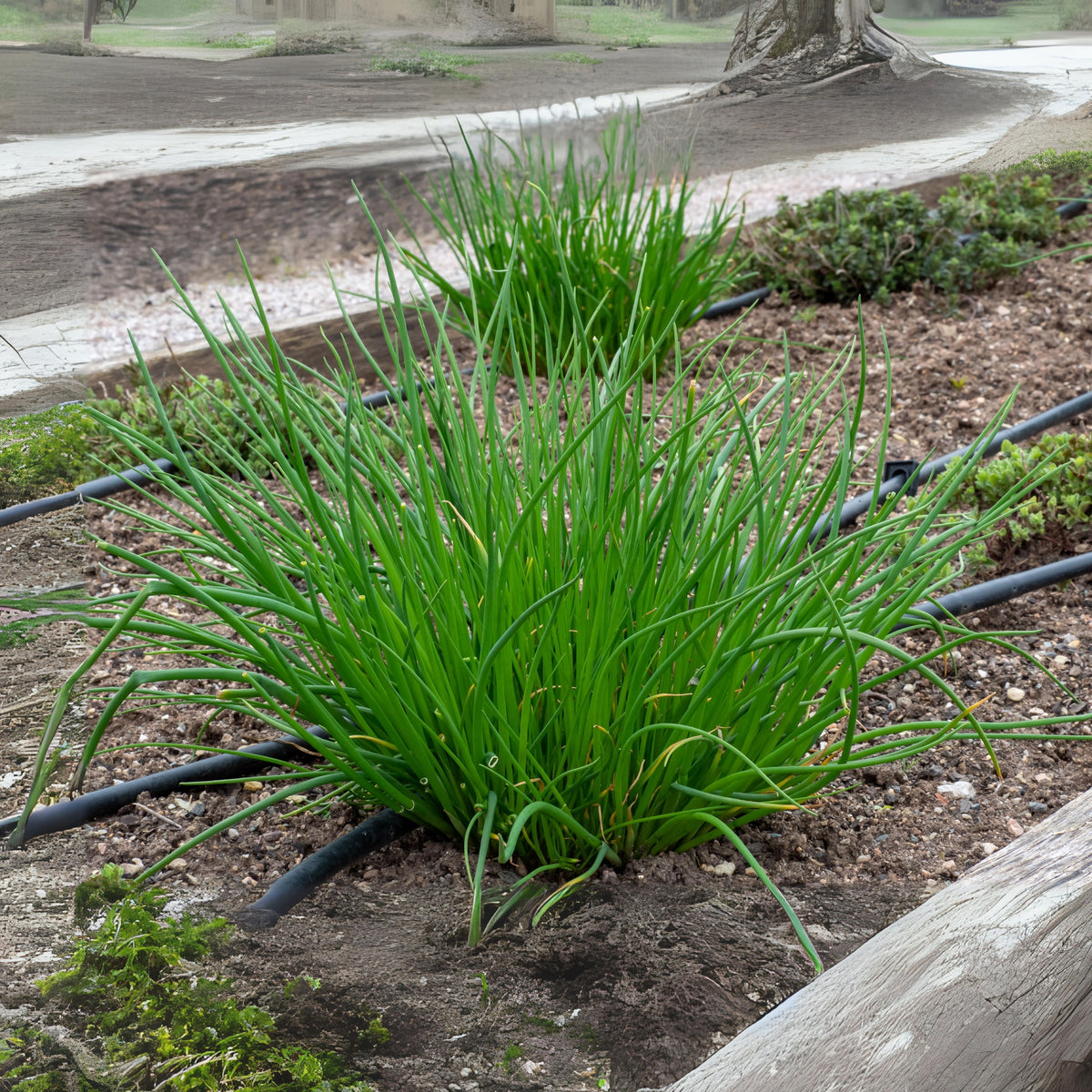 60 Seeds| Onion Chives seeds -Heirloom – Non-GMO – Perennial – Mild Onion Flavor – Hollow Leaves – Edible Flowers – Easy to Grow – Container Friendly – Culinary Herb – Garden to Table#7040