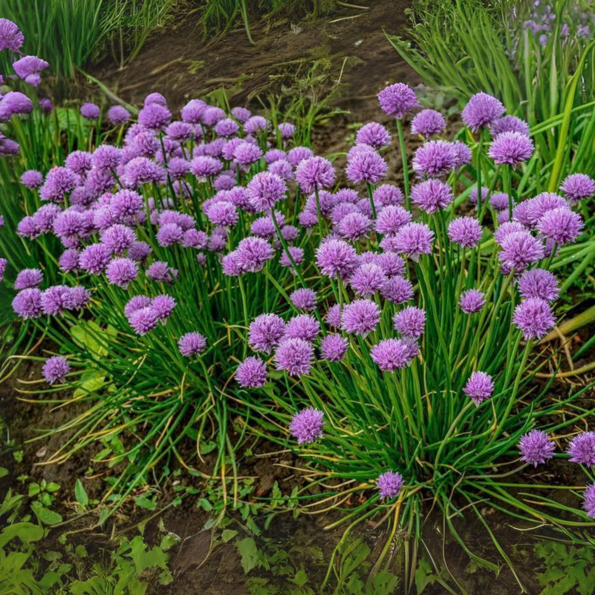 60 Seeds| Onion Chives seeds -Heirloom – Non-GMO – Perennial – Mild Onion Flavor – Hollow Leaves – Edible Flowers – Easy to Grow – Container Friendly – Culinary Herb – Garden to Table#7040