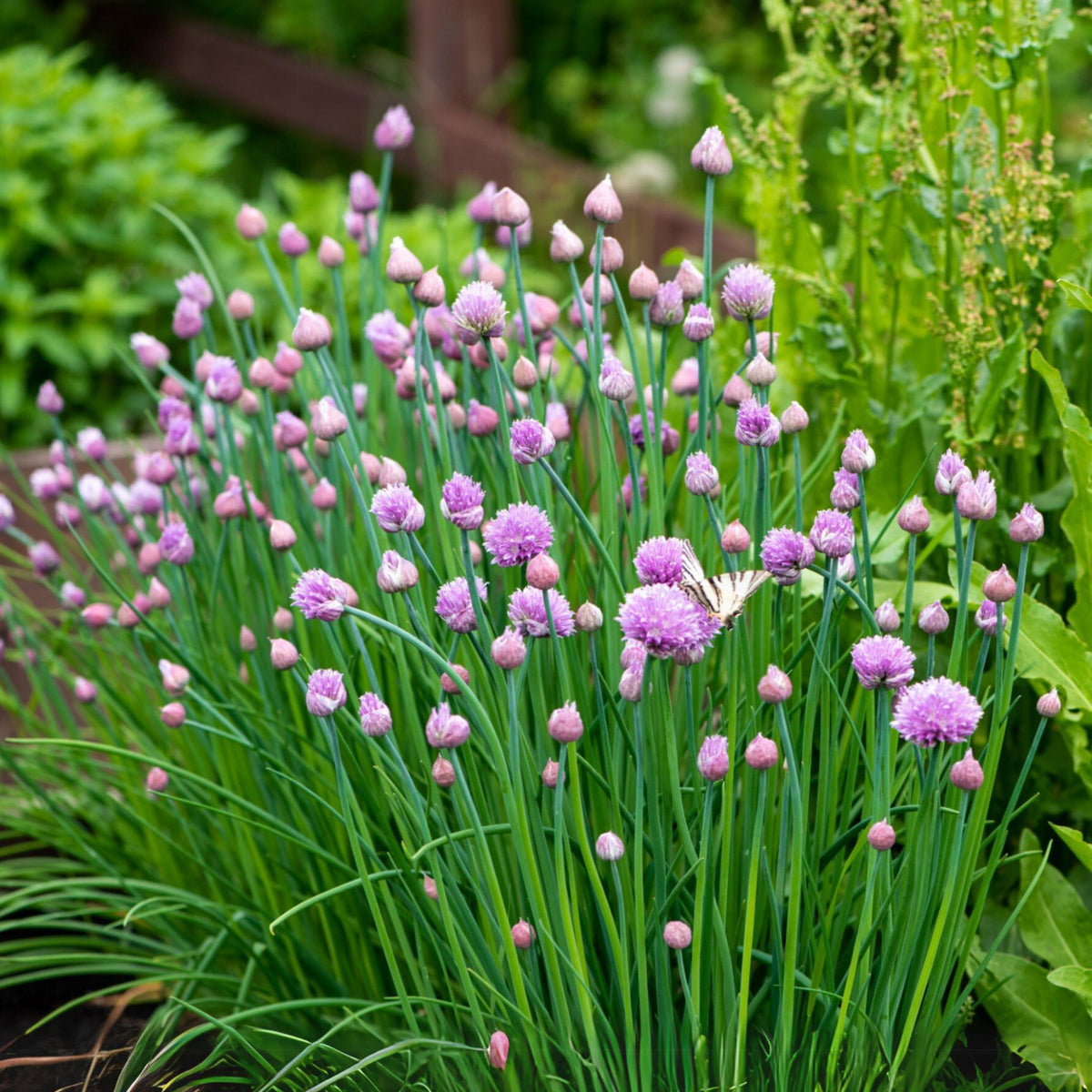 60 Seeds| Onion Chives seeds -Heirloom – Non-GMO – Perennial – Mild Onion Flavor – Hollow Leaves – Edible Flowers – Easy to Grow – Container Friendly – Culinary Herb – Garden to Table#7040
