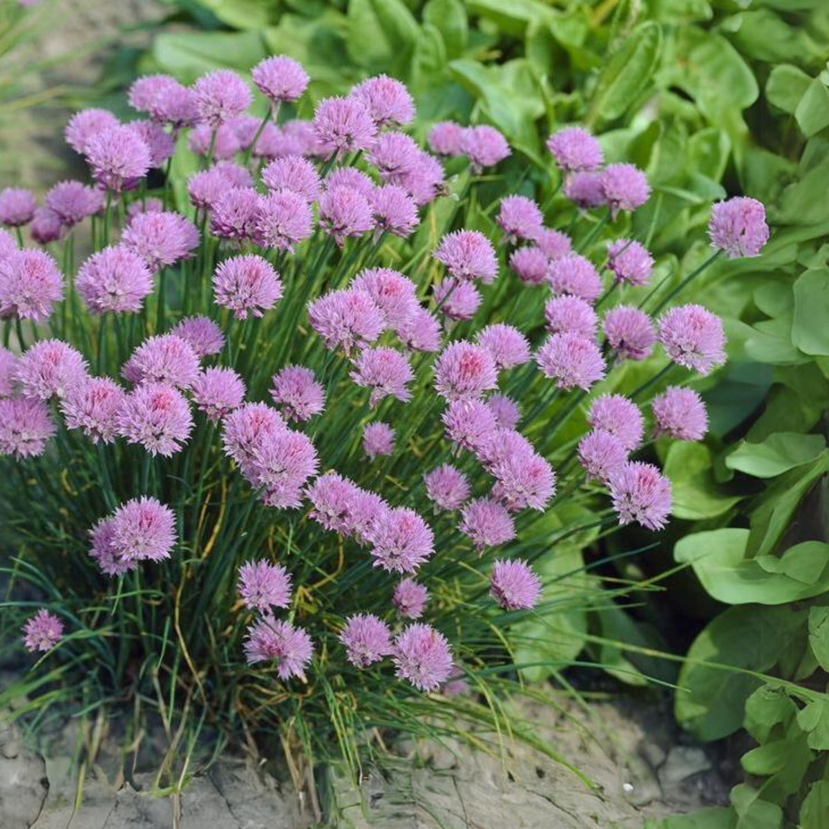 60 Seeds| Onion Chives seeds -Heirloom – Non-GMO – Perennial – Mild Onion Flavor – Hollow Leaves – Edible Flowers – Easy to Grow – Container Friendly – Culinary Herb – Garden to Table#7040