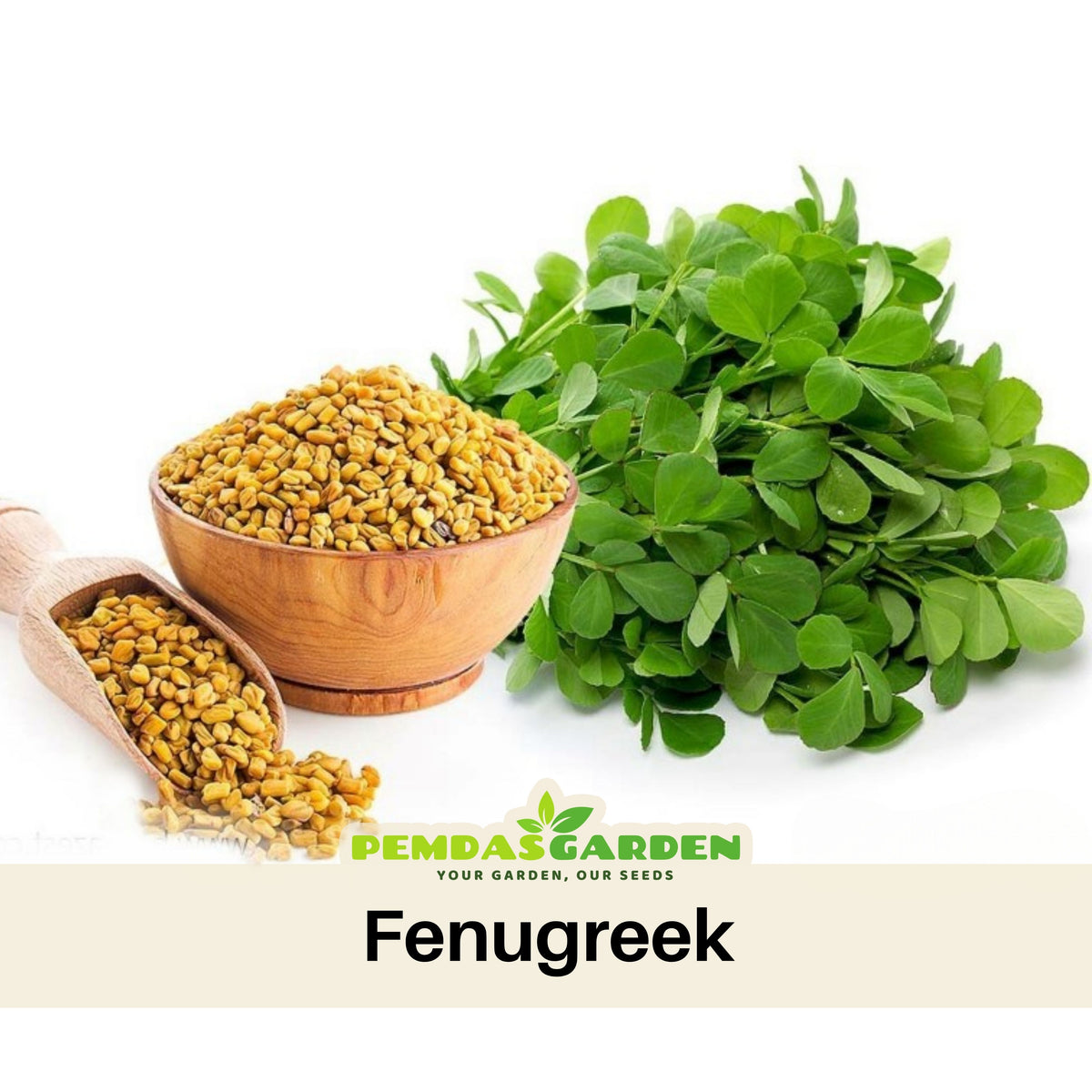 Fenugreek Seeds - Fast Growing Herb, Nutty Bitter, 55 seeds