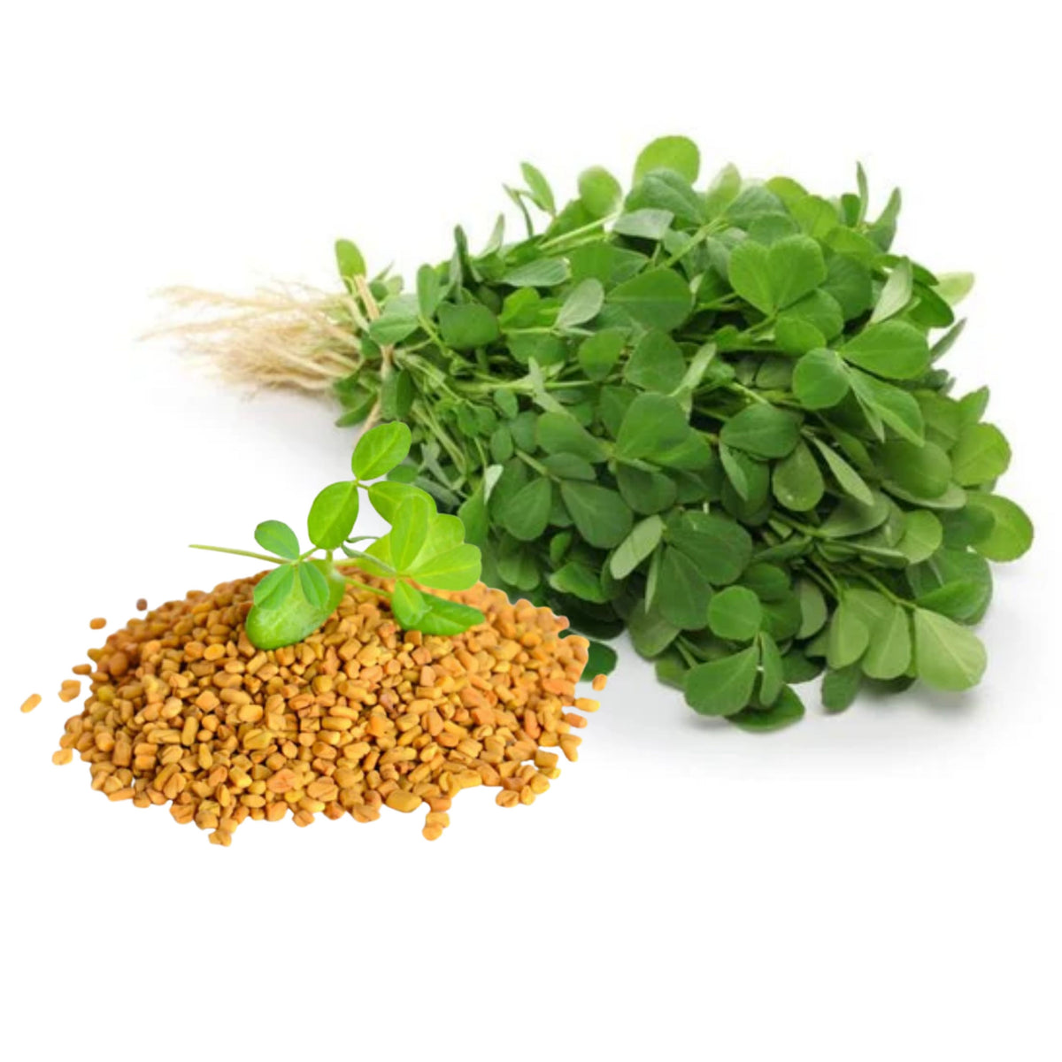 55 Seeds| Fenugreek Seeds - Heirloom – Non-GMO – Fast Growing – Microgreens – Sprouting – Edible Leaves – Edible Seeds – Easy to Grow – Culinary Herb – Garden to Table#7041