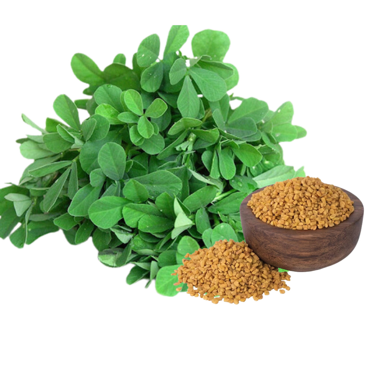 55 Seeds| Fenugreek Seeds - Heirloom – Non-GMO – Fast Growing – Microgreens – Sprouting – Edible Leaves – Edible Seeds – Easy to Grow – Culinary Herb – Garden to Table#7041
