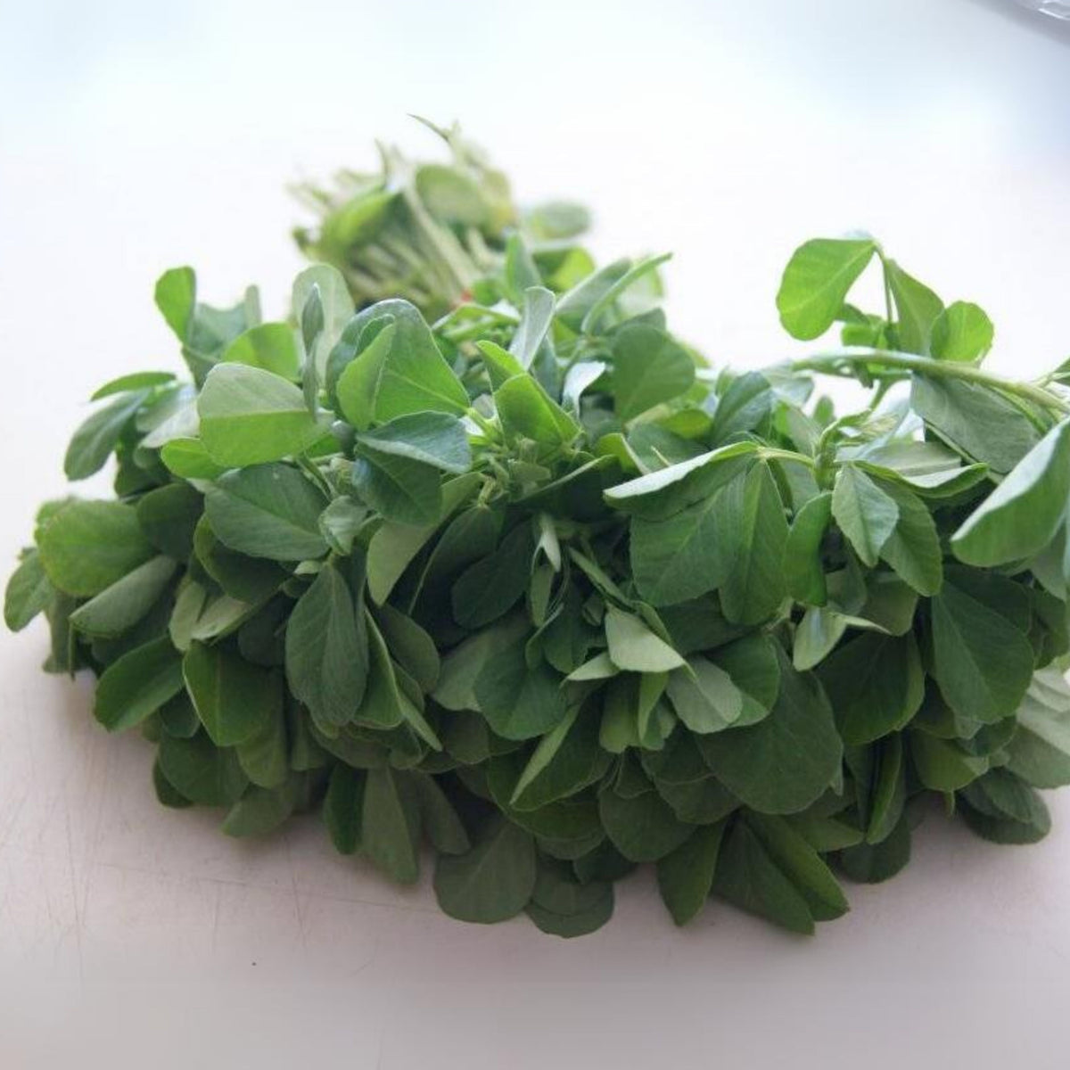 55 Seeds| Fenugreek Seeds - Heirloom – Non-GMO – Fast Growing – Microgreens – Sprouting – Edible Leaves – Edible Seeds – Easy to Grow – Culinary Herb – Garden to Table#7041