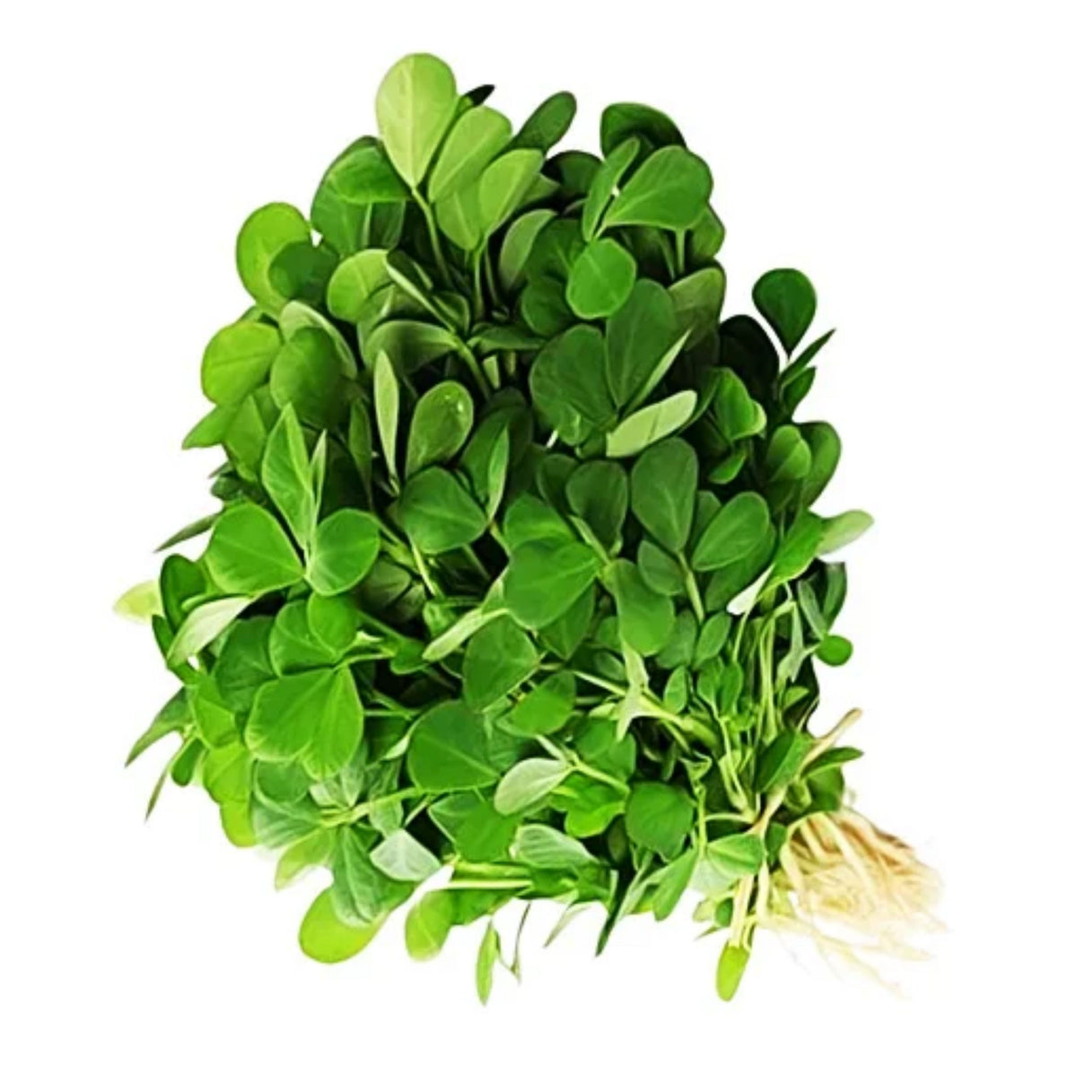 55 Seeds| Fenugreek Seeds - Heirloom – Non-GMO – Fast Growing – Microgreens – Sprouting – Edible Leaves – Edible Seeds – Easy to Grow – Culinary Herb – Garden to Table#7041