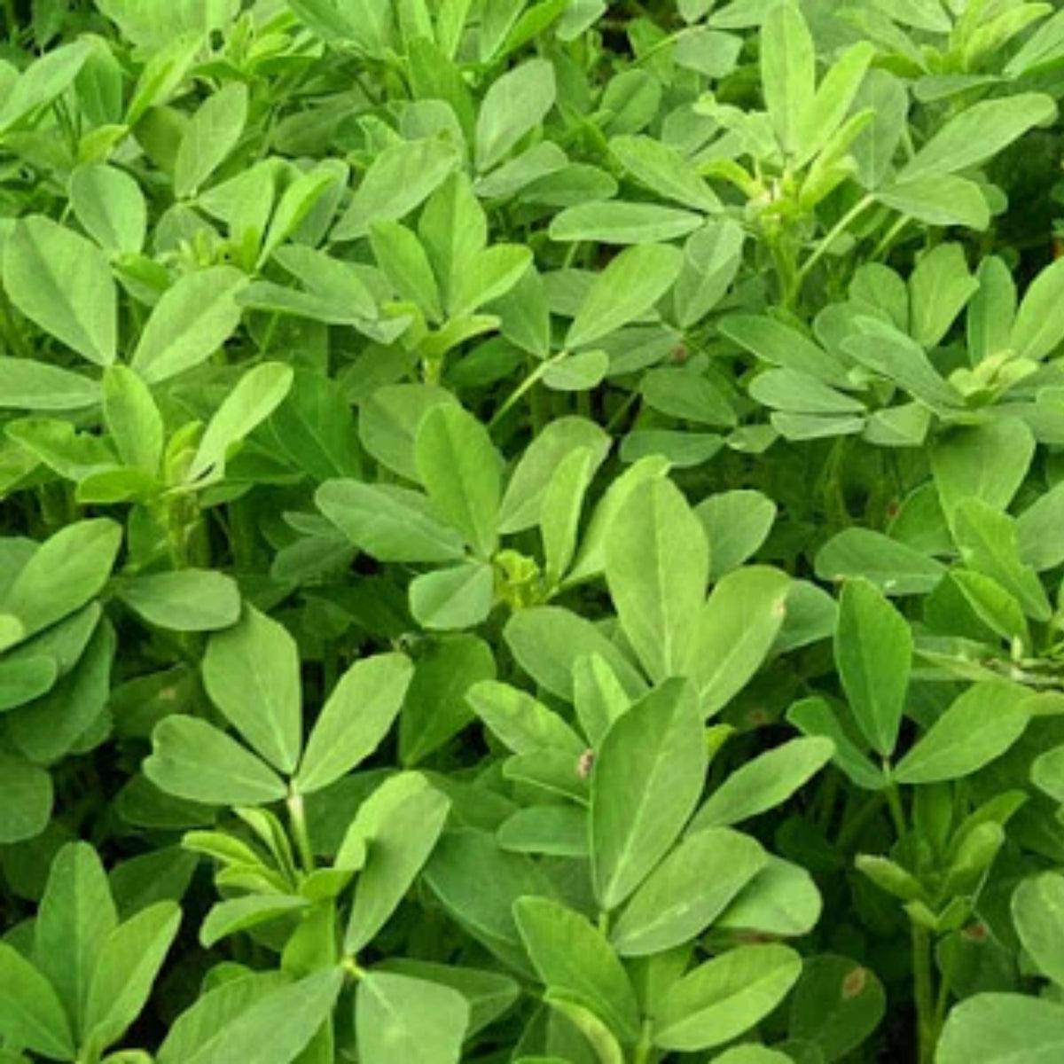 Fenugreek Seeds - Fast Growing Herb, Nutty Bitter, 55 seeds