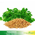 55 Seeds| Fenugreek Seeds - Heirloom – Non-GMO – Fast Growing – Microgreens – Sprouting – Edible Leaves – Edible Seeds – Easy to Grow – Culinary Herb – Garden to Table#7041