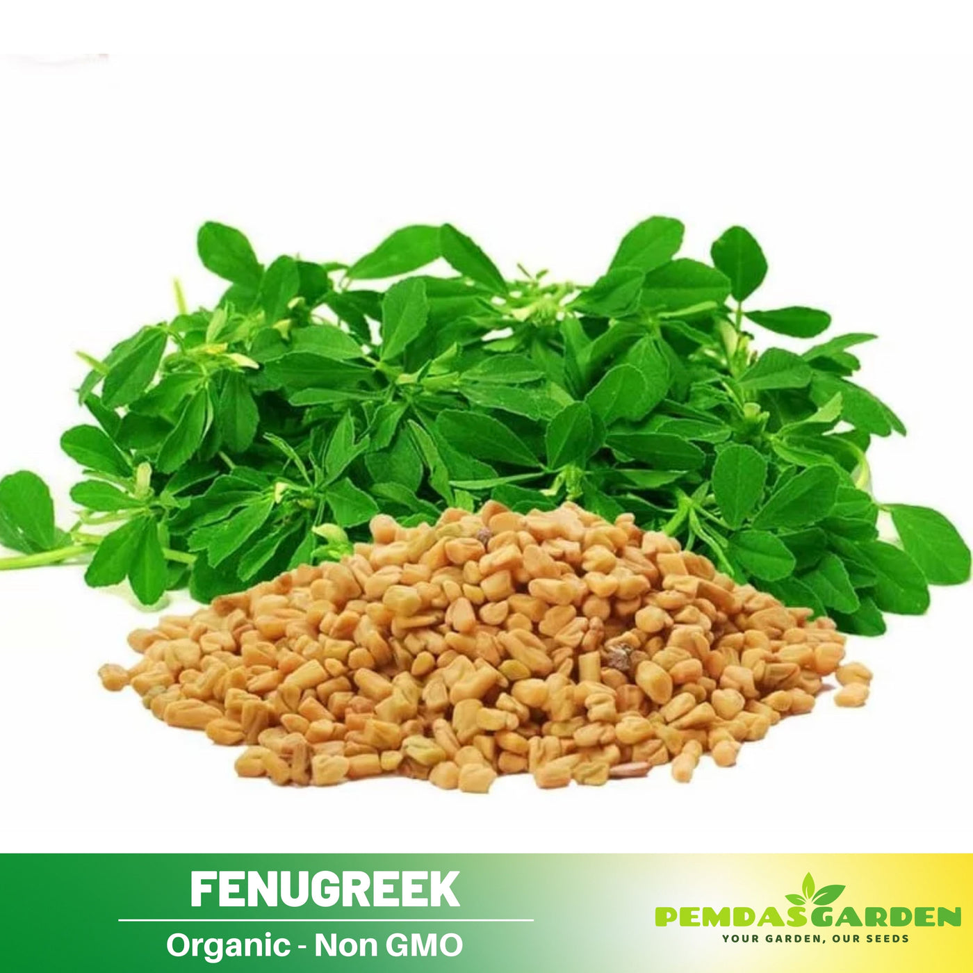 fenugreek seed for planting 55 Seeds| Fenugreek Seeds – Heirloom, Non-GMO, Fast Growing Herb, Nutt – PEMDASGARDEN