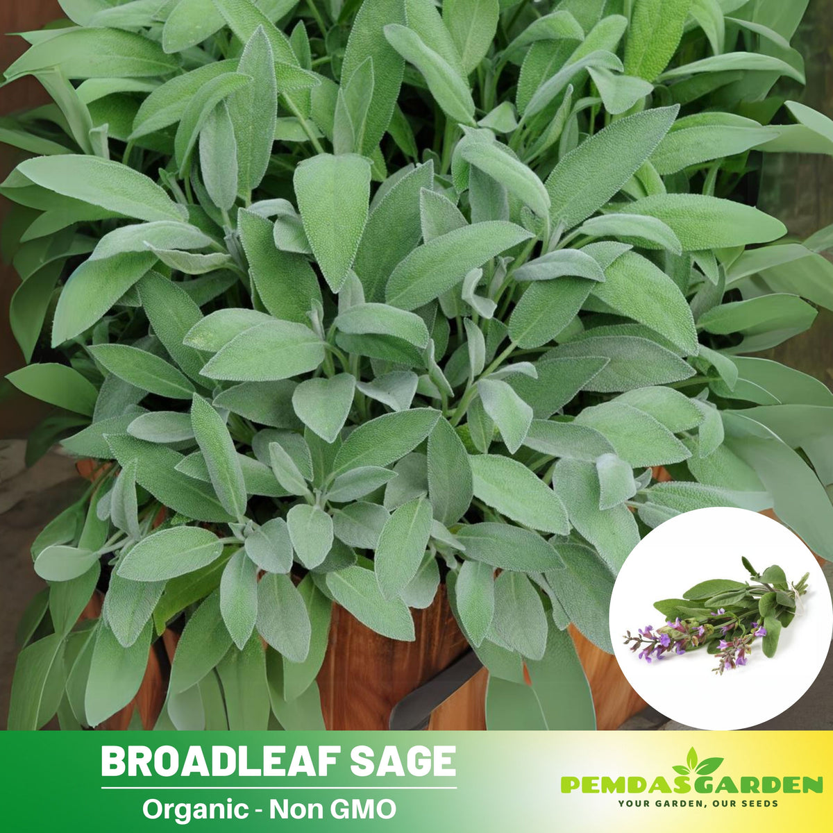 40 Seeds| Sage Broadleaf Seeds – Heirloom, Non-GMO, Aromatic Culinary Herb, Broad Gray-Green Leaves, Easy to Grow Perennial, Perfect for Cooking, Teas, Pollinator Gardens, Containers, and Kitchen Use#7042
