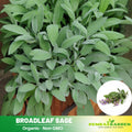 40 Seeds| Sage Broadleaf Seeds -Heirloom – Non-GMO – Perennial – Aromatic – Culinary Use – Herbal Tea – Easy to Grow – Drought Tolerant – Pollinator Friendly – Garden to Table #7042