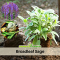 40 Seeds| Sage Broadleaf Seeds – Heirloom, Non-GMO, Aromatic Culinary Herb, Broad Gray-Green Leaves, Easy to Grow Perennial, Perfect for Cooking, Teas, Pollinator Gardens, Containers, and Kitchen Use#7042