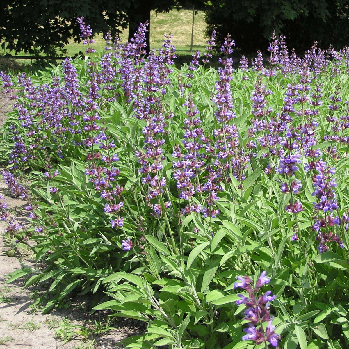 40 Seeds| Sage Broadleaf Seeds – Heirloom, Non-GMO, Aromatic Culinary Herb, Broad Gray-Green Leaves, Easy to Grow Perennial, Perfect for Cooking, Teas, Pollinator Gardens, Containers, and Kitchen Use#7042