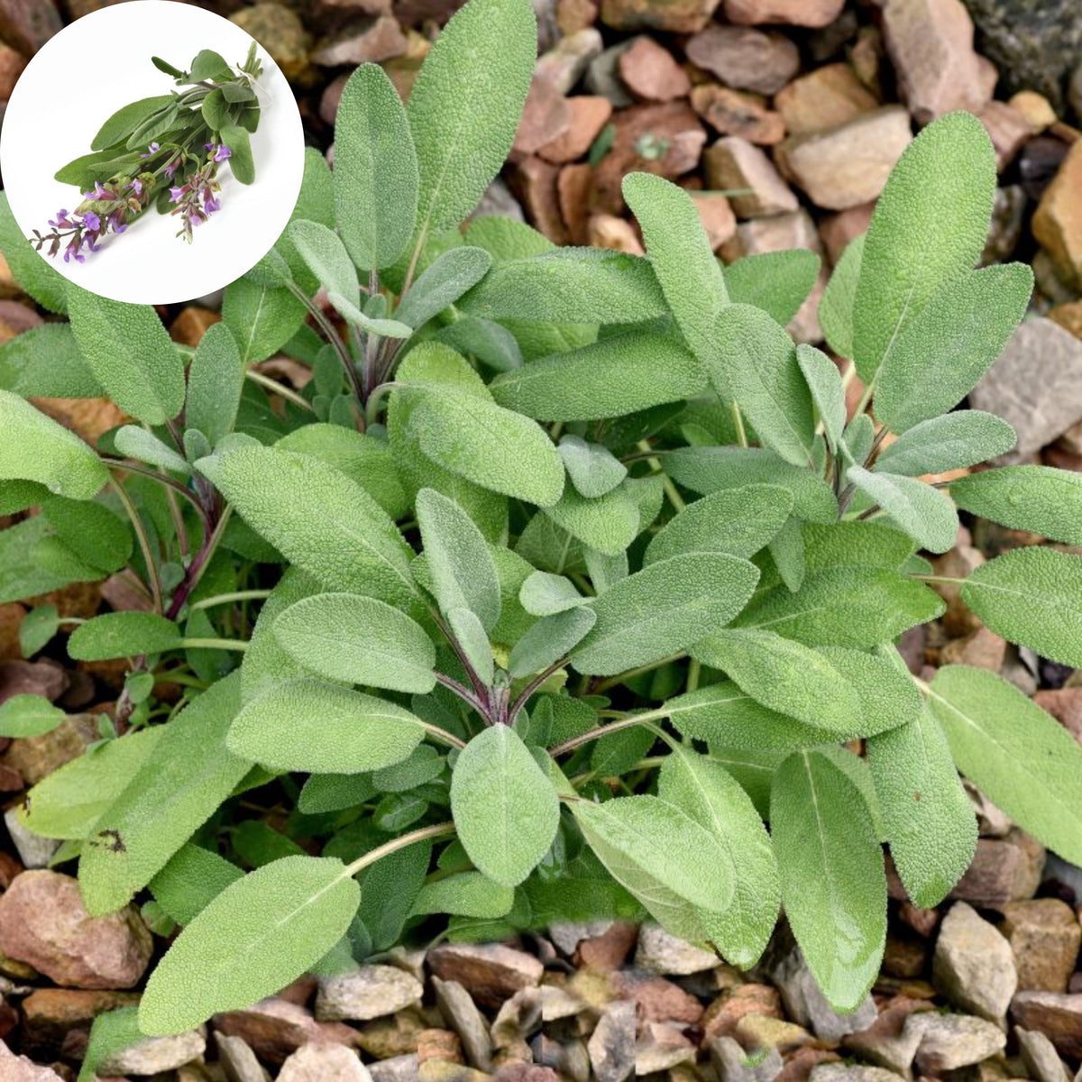 40 Seeds| Sage Broadleaf Seeds – Heirloom, Non-GMO, Aromatic Culinary Herb, Broad Gray-Green Leaves, Easy to Grow Perennial, Perfect for Cooking, Teas, Pollinator Gardens, Containers, and Kitchen Use#7042