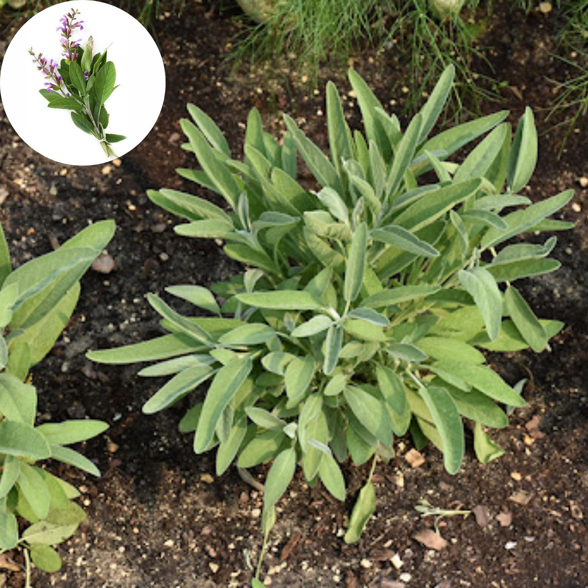 40 Seeds| Sage Broadleaf Seeds – Heirloom, Non-GMO, Aromatic Culinary Herb, Broad Gray-Green Leaves, Easy to Grow Perennial, Perfect for Cooking, Teas, Pollinator Gardens, Containers, and Kitchen Use#7042