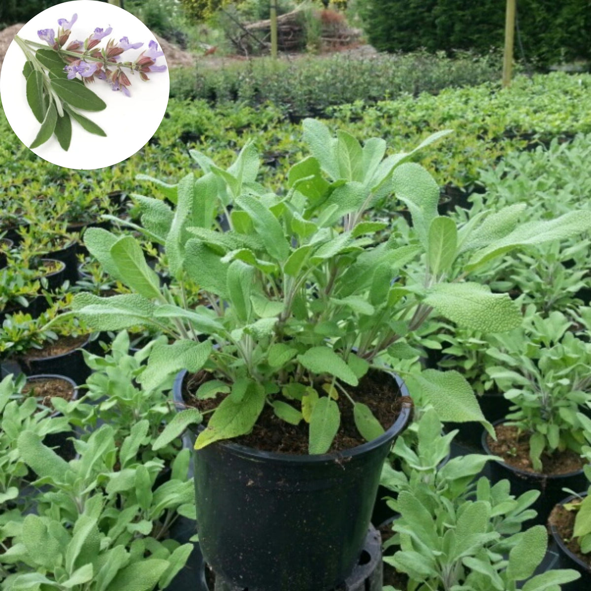 40 Seeds| Sage Broadleaf Seeds – Heirloom, Non-GMO, Aromatic Culinary Herb, Broad Gray-Green Leaves, Easy to Grow Perennial, Perfect for Cooking, Teas, Pollinator Gardens, Containers, and Kitchen Use#7042